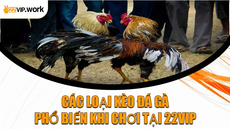 Các Loại Kèo Đá Gà Phổ Biến Khi Chơi Tại 22VIP