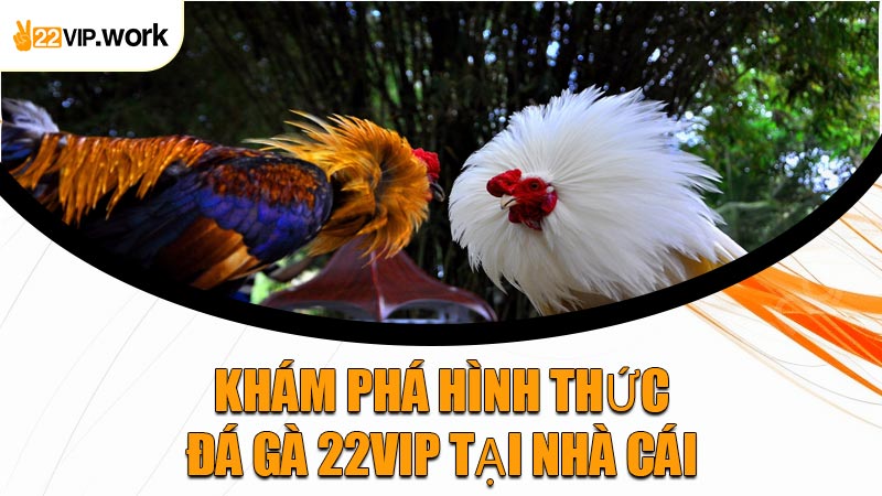 Khám Phá Hình Thức Đá Gà 22VIP Tại Nhà Cái
